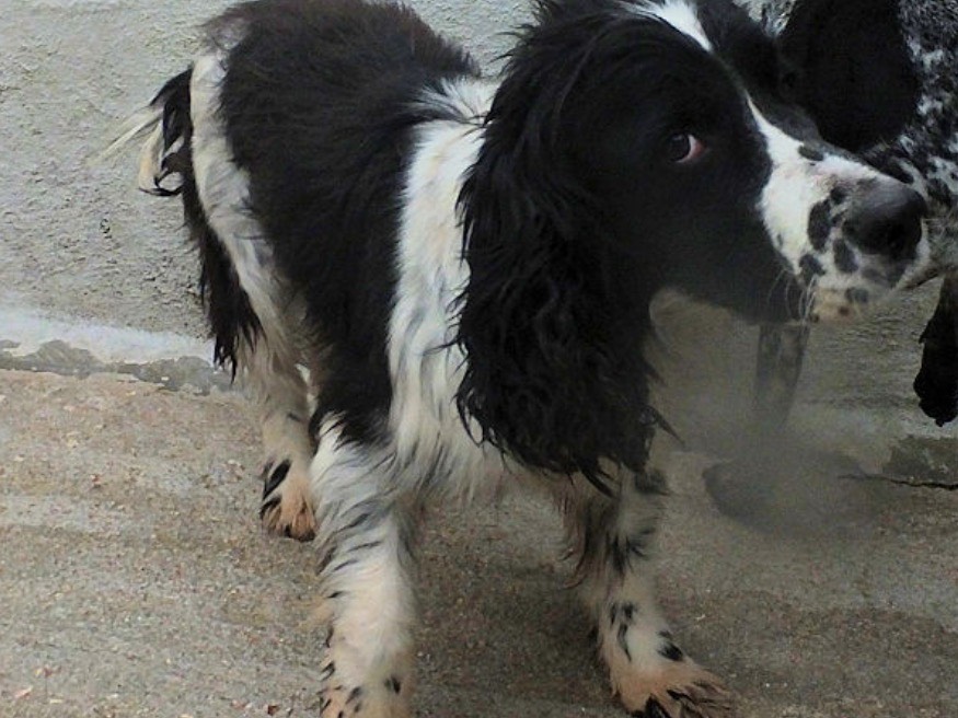Adotta un cane, maschio, 6 anni  e 6 mesi , Frosinone