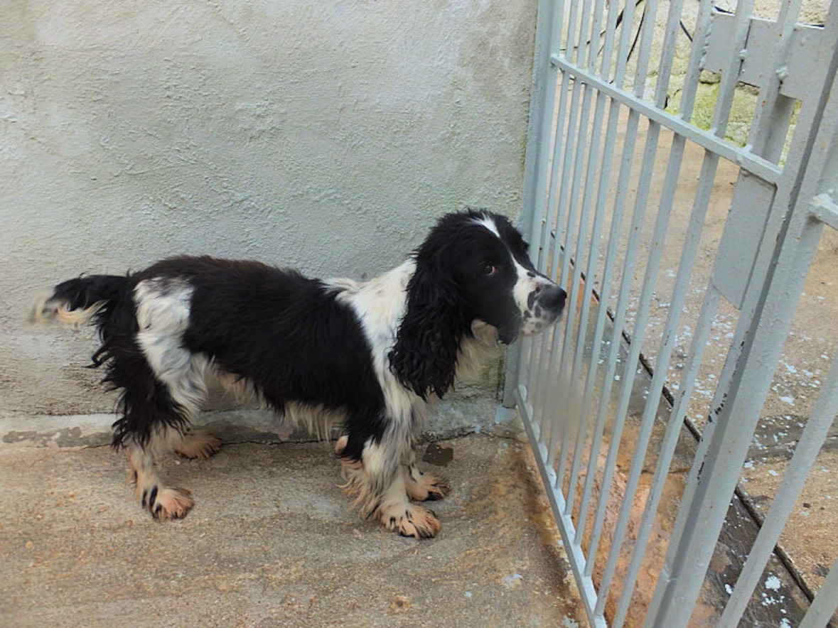 Adotta un cane, taglia media contenuta, maschio, Frosinone