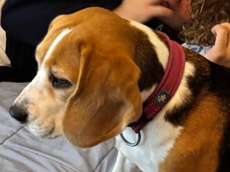 Adotta un cane, taglia media contenuta, femmina, Latina