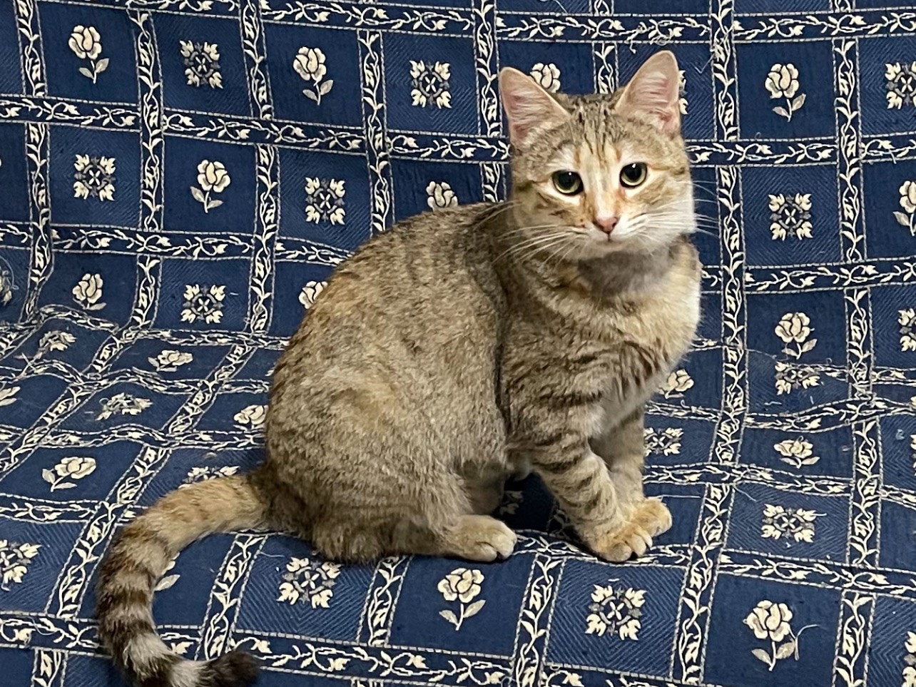 Vuoi adottare un gatto a Cosenza?