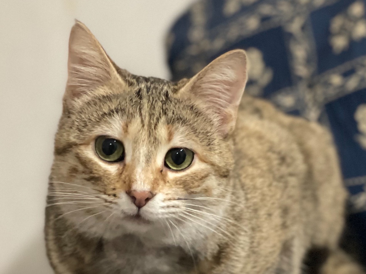 Adotta il gatto Zarina  a Cosenza
