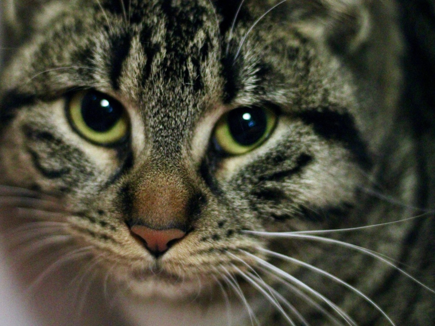 Adozione gatto, femmina, Razza sconosciuta Razza sconosciuta, 6 anni  e 10 mesi , taglia non valida, Milano