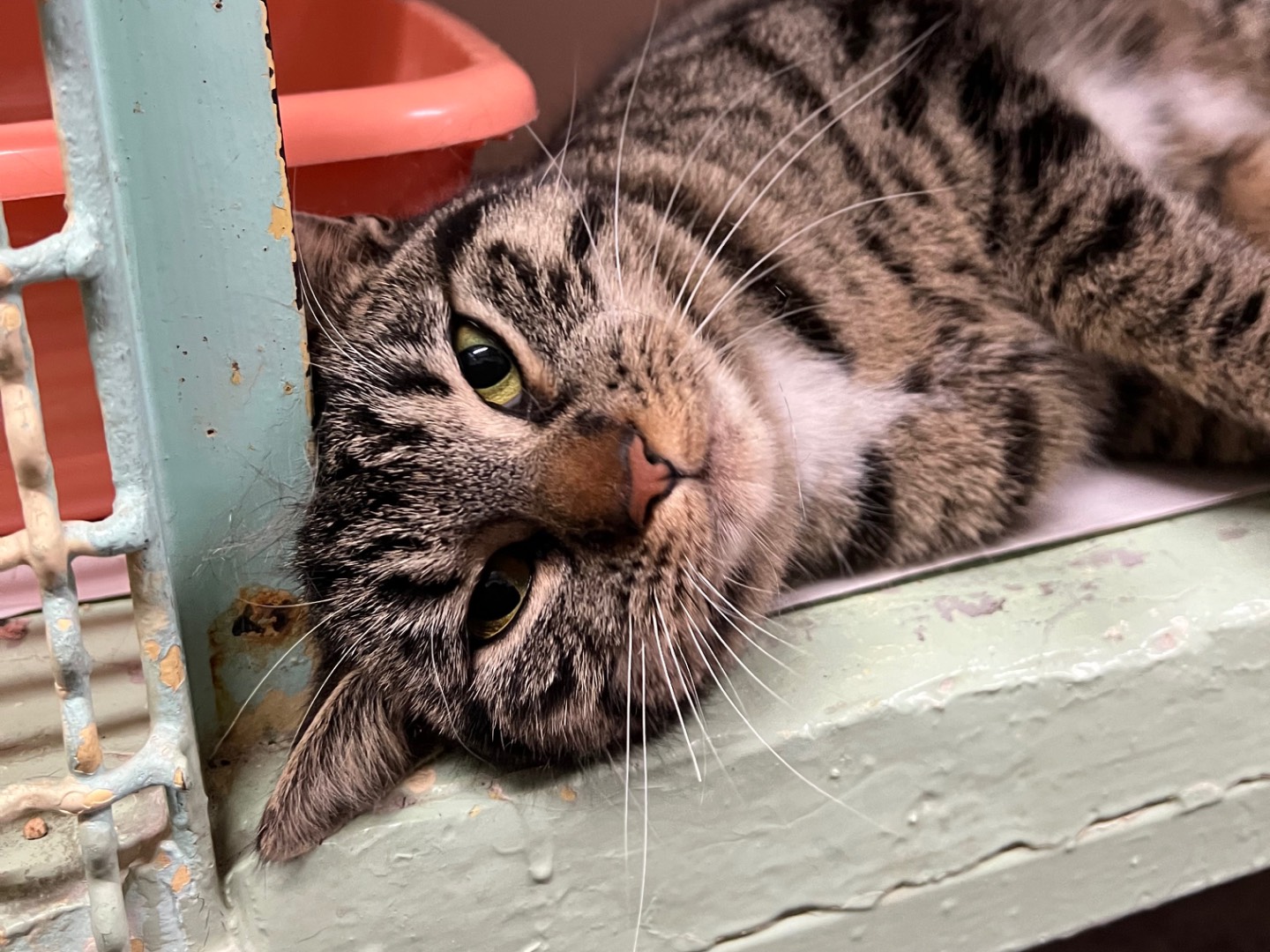 Adotta un gatto, taglia non valida, femmina, Milano
