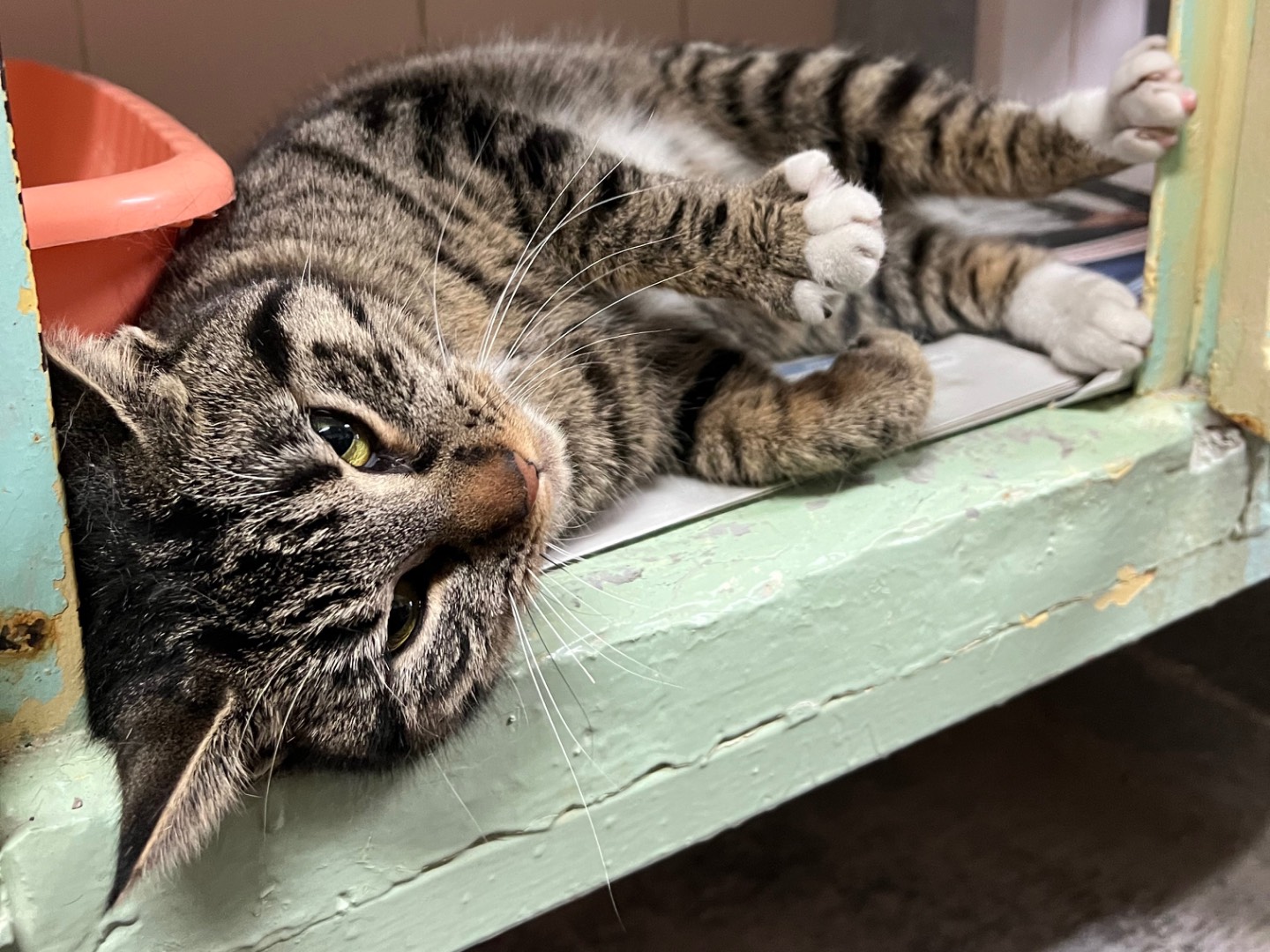Vuoi adottare un gatto a Milano?