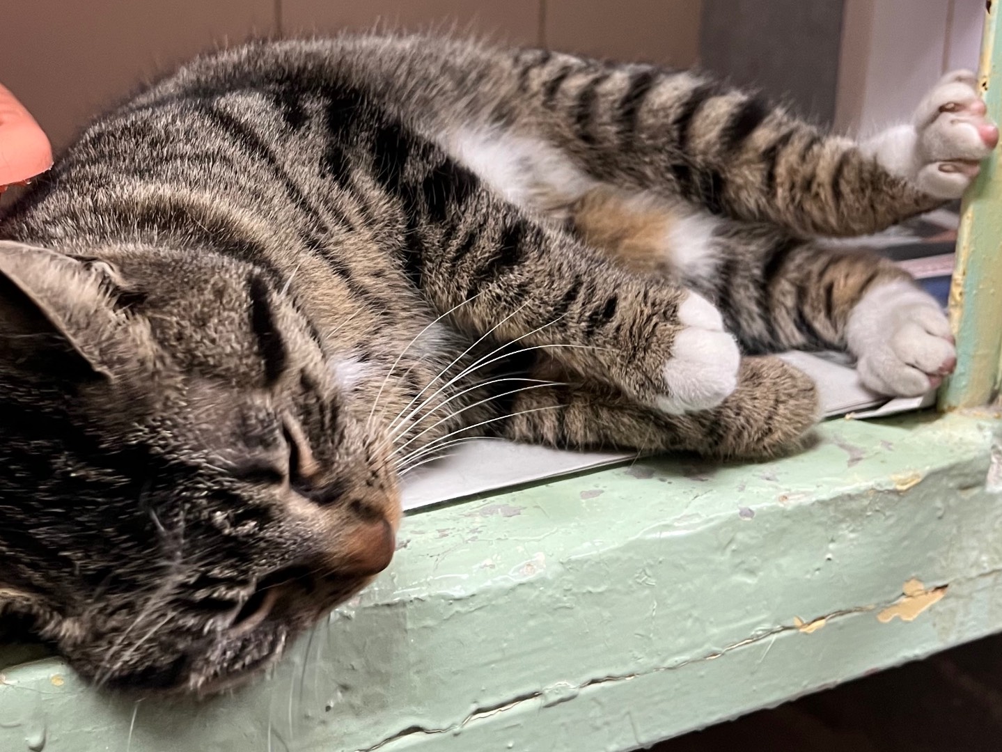 Adotta il gatto Maria De Filippi a Milano