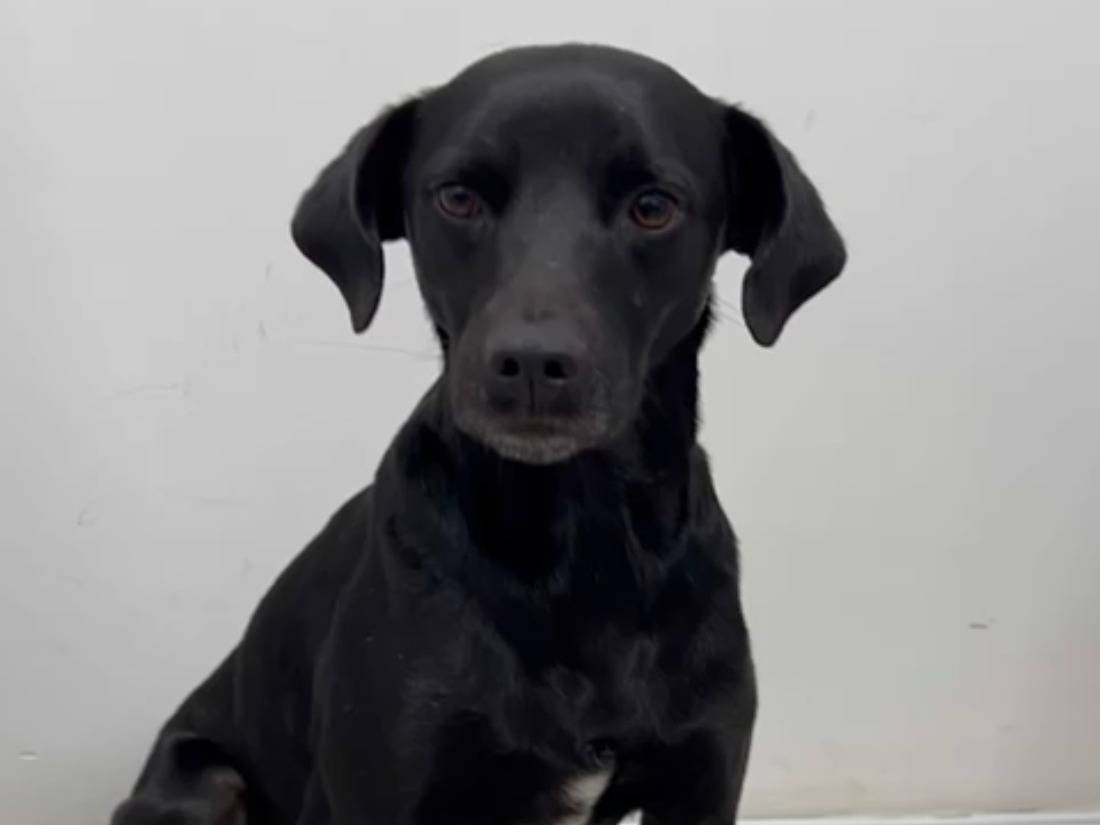 Adotta un cane, maschio, 3 anni  e 11 mesi , Roma