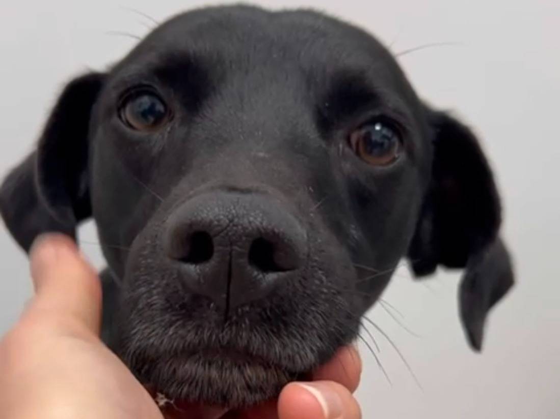 Adotta un cane, taglia media contenuta, maschio, Roma
