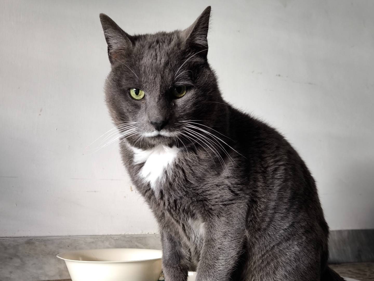 Adotta un gatto, taglia non valida, maschio, Bari