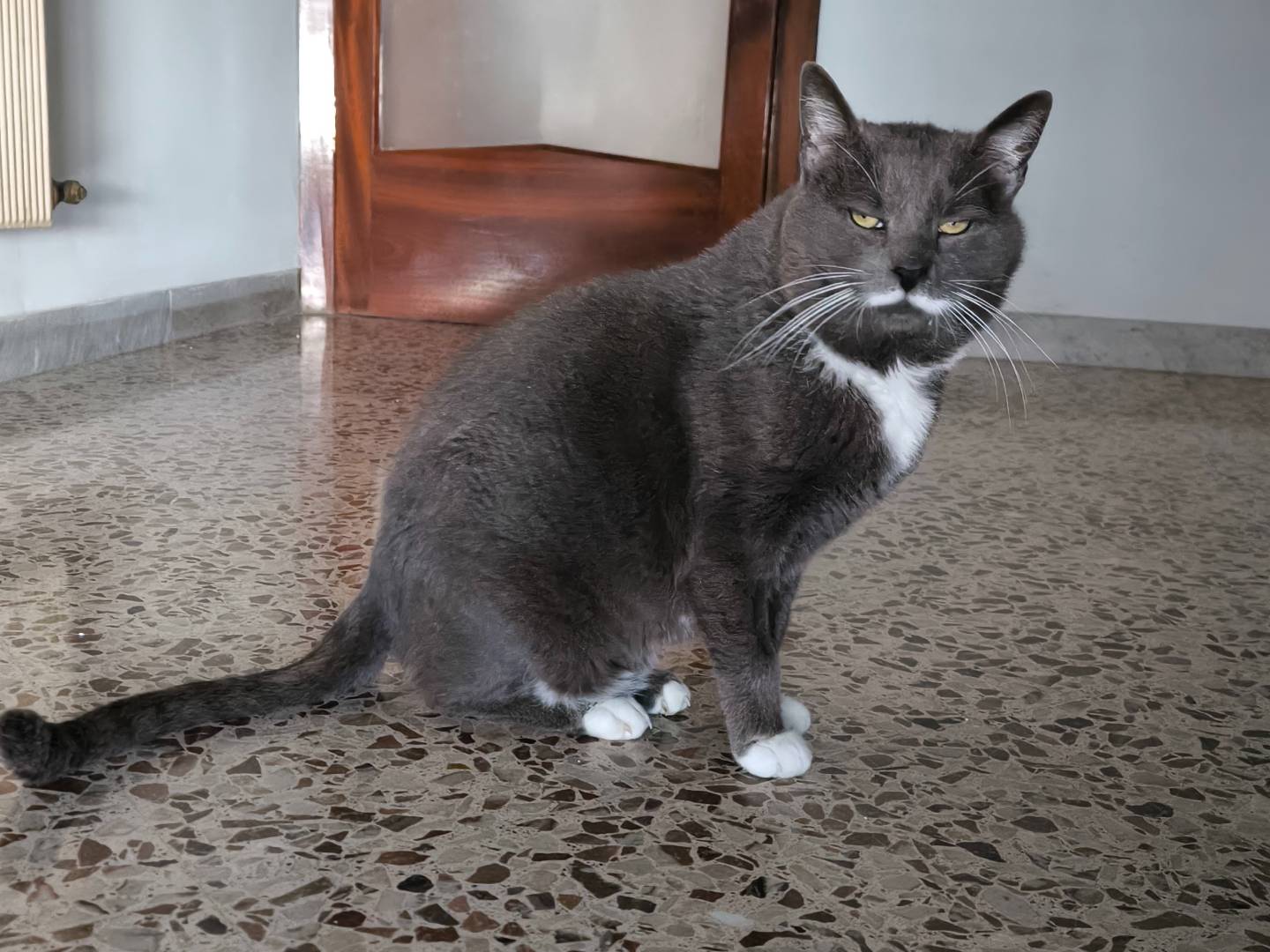 Vuoi adottare un gatto a Bari?