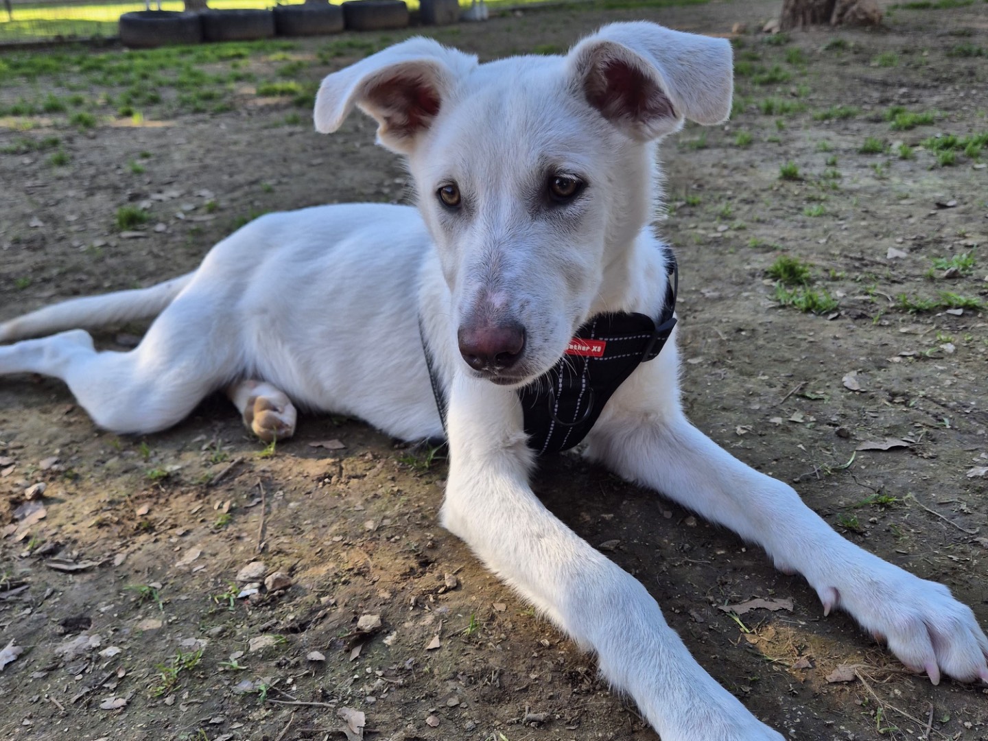 Adotta un cane, femmina, 10 mesi, Bari