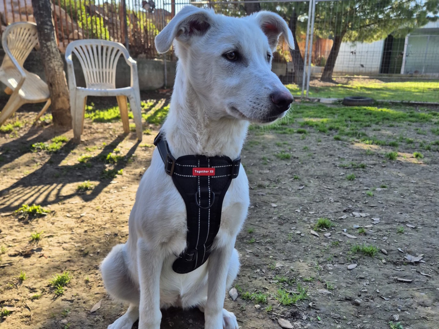 Adotta un cane, taglia media contenuta, femmina, Bari