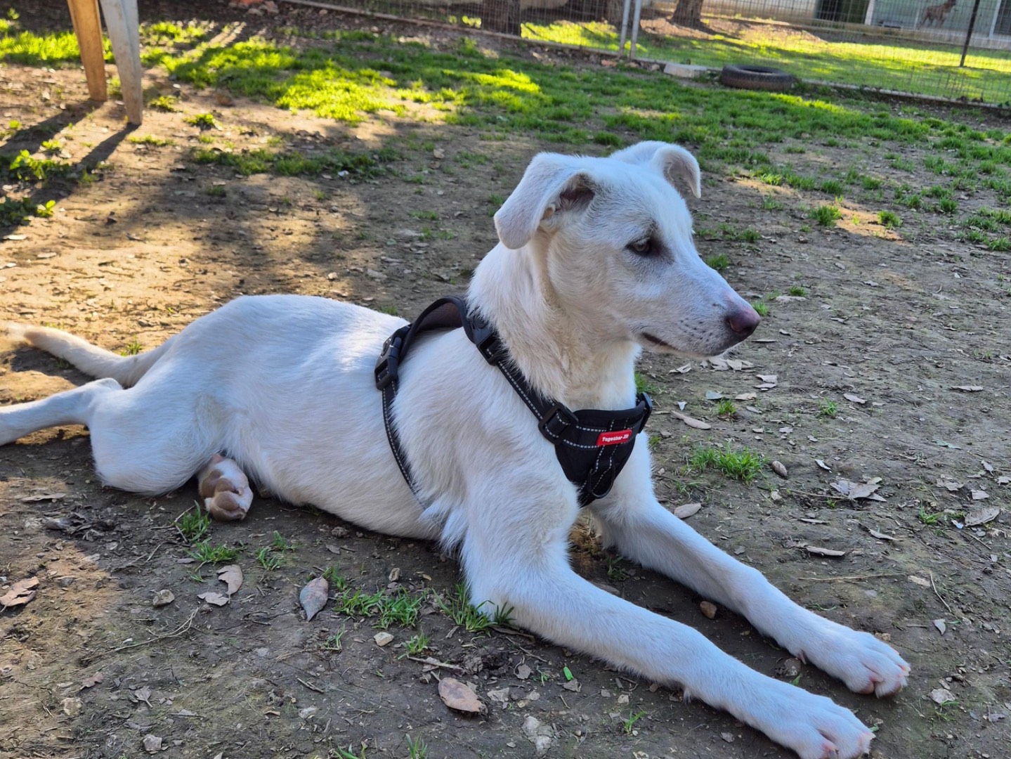 Vuoi adottare un cane a Bari?