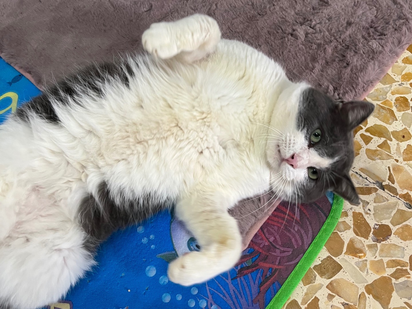 Adotta un gatto, taglia non valida, maschio, Potenza