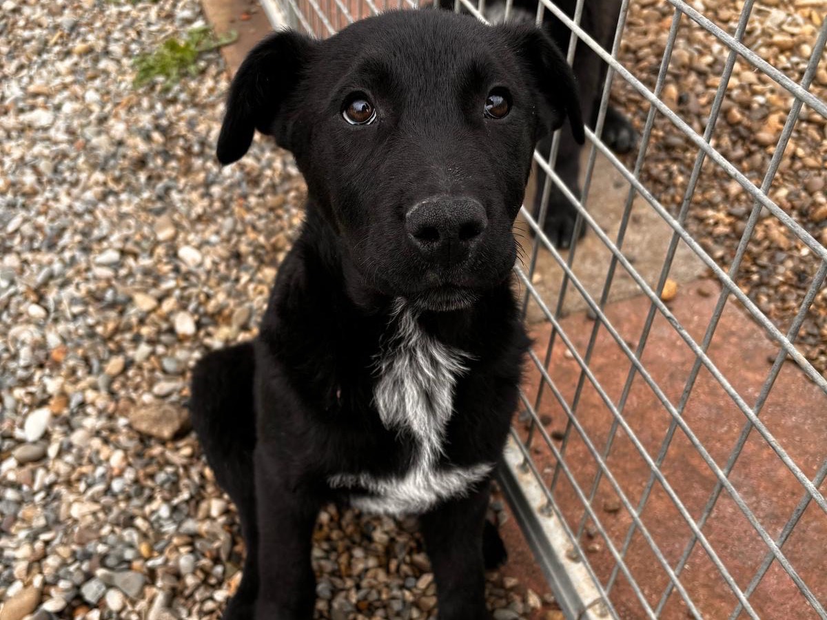 Adozione cane, femmina, Pastore maremmano Labrador Retriever, 1 anno e 6 mesi, taglia grande, Potenza