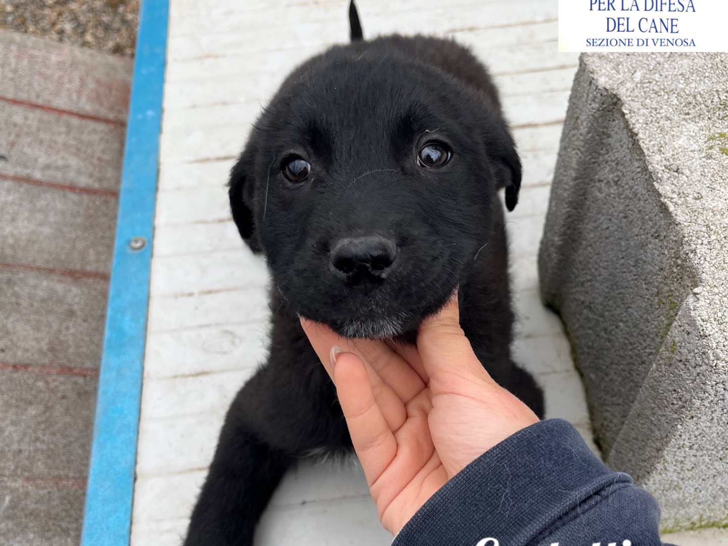 Adotta un cane, femmina, 1 anno e 6 mesi, Potenza