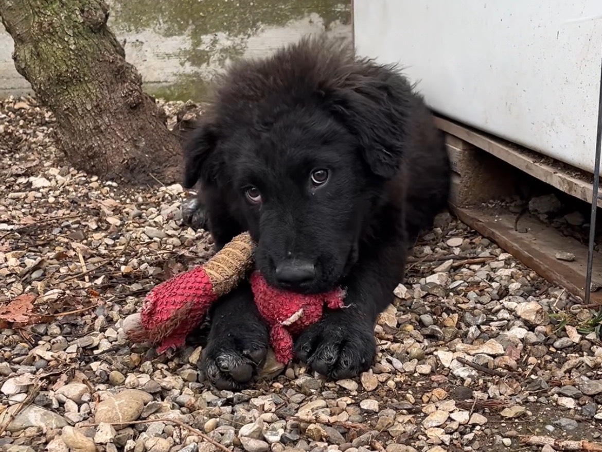 Adozione cane, maschio, Pastore maremmano Razza sconosciuta, 1 anno e 6 mesi, taglia grande, Potenza