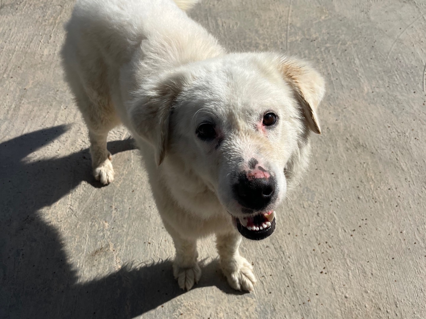 Adotta un cane, femmina, 1 anno, Potenza