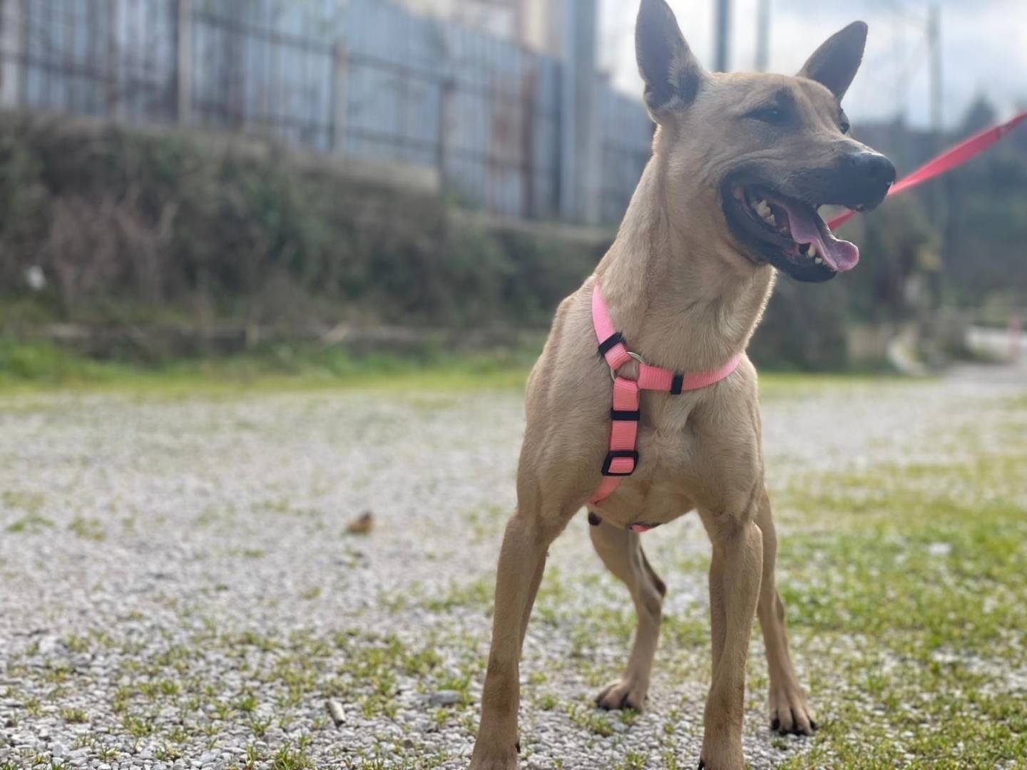 Adotta un cane, femmina, 6 anni , Salerno