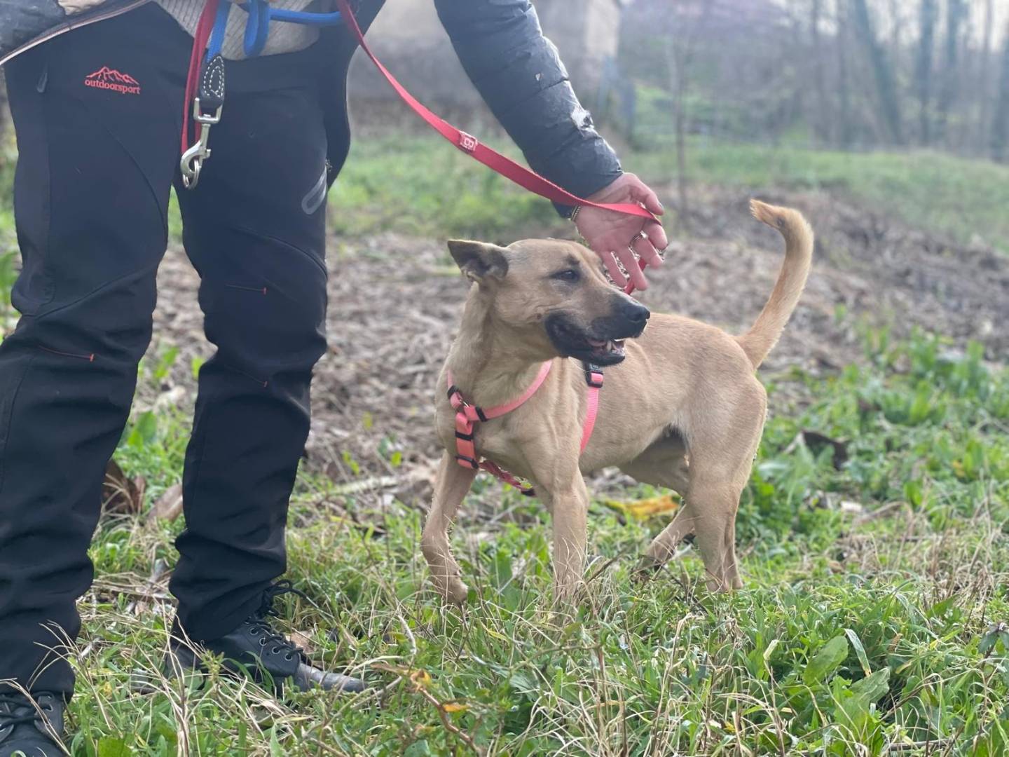 Adotta un cane, taglia media contenuta, femmina, Salerno