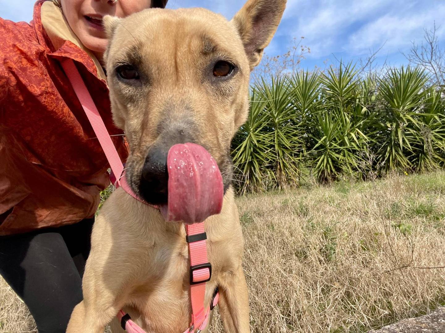 Adotta il cane Simba a Salerno