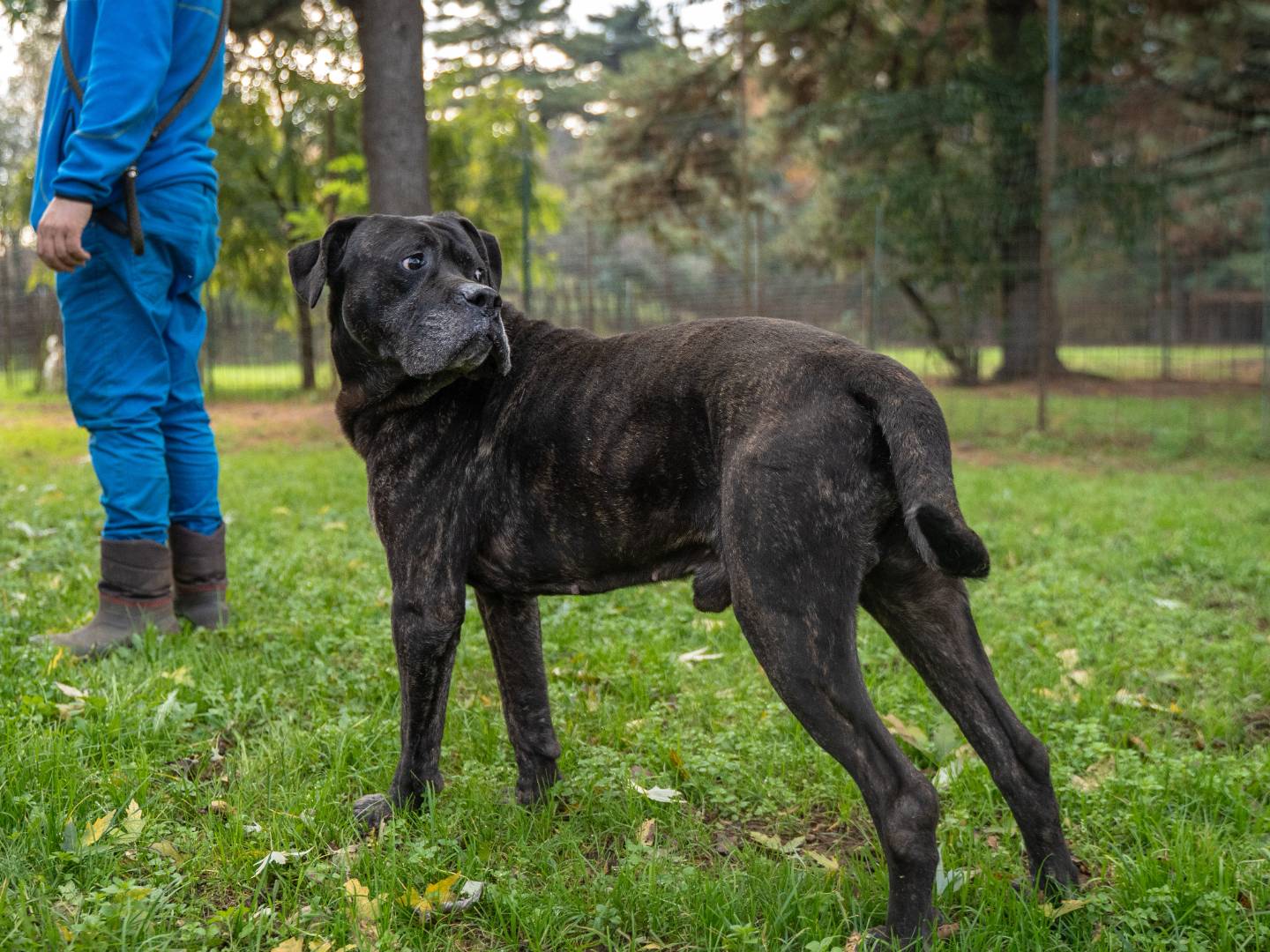 Adotta un cane, maschio, 9 anni  e 2 mesi , Milano