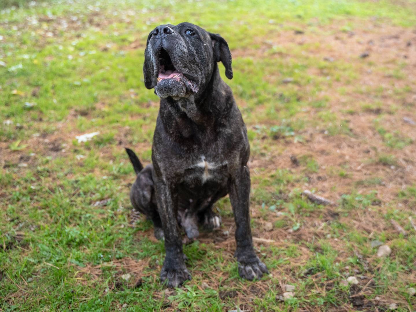 Adotta un cane, taglia gigante, maschio, Milano