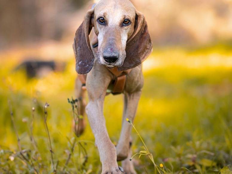 Foto dell'animale