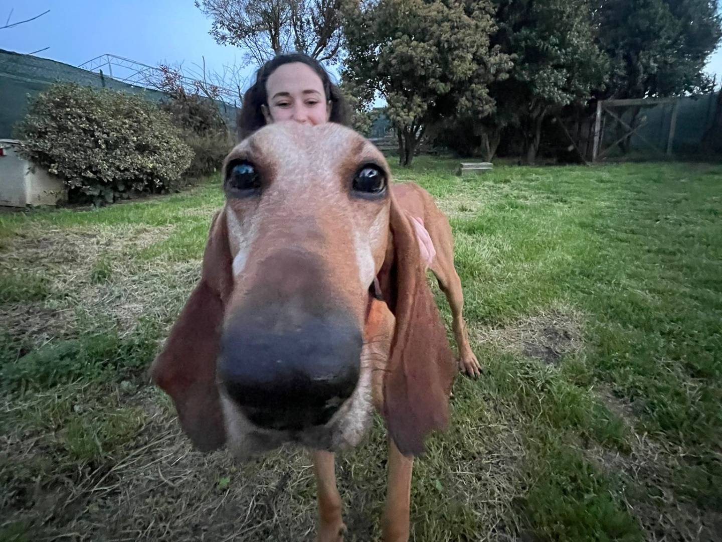 Adotta un cane, taglia media contenuta, maschio, Pistoia