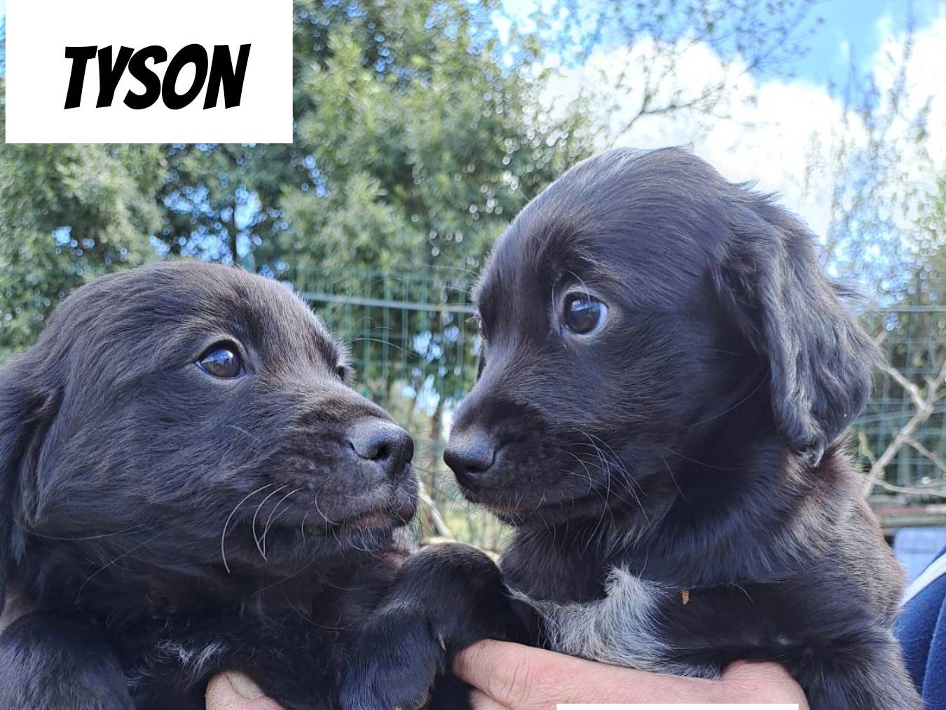 Adozione cane, maschio, Breton Razza sconosciuta, 1 anno e 2 mesi, taglia media, Bari