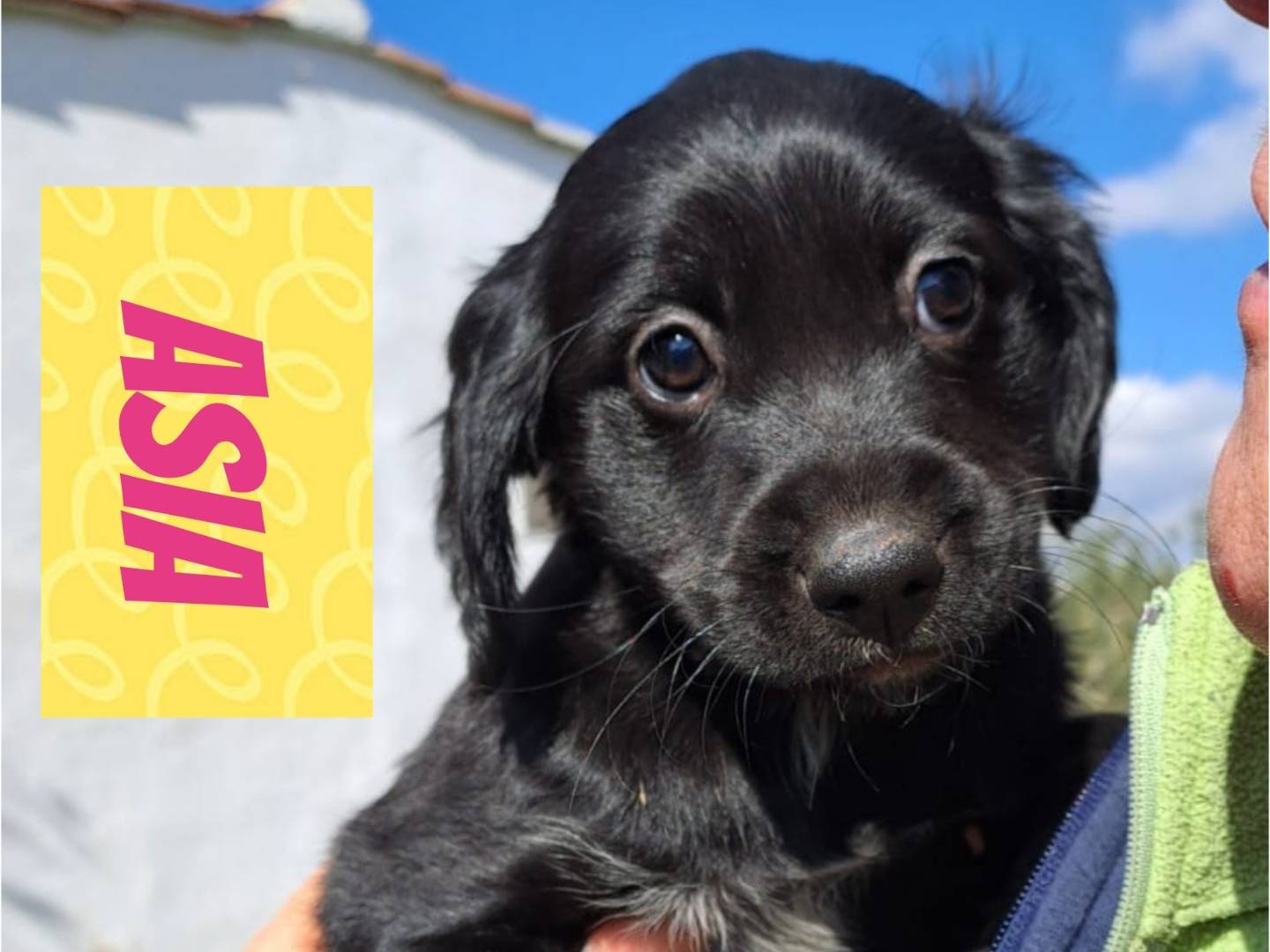 Adotta un cane, maschio, 1 anno e 2 mesi, Bari