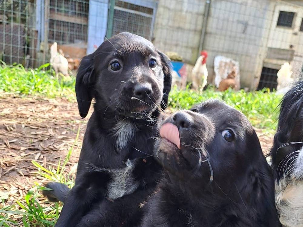 Vuoi adottare un cane a Bari?