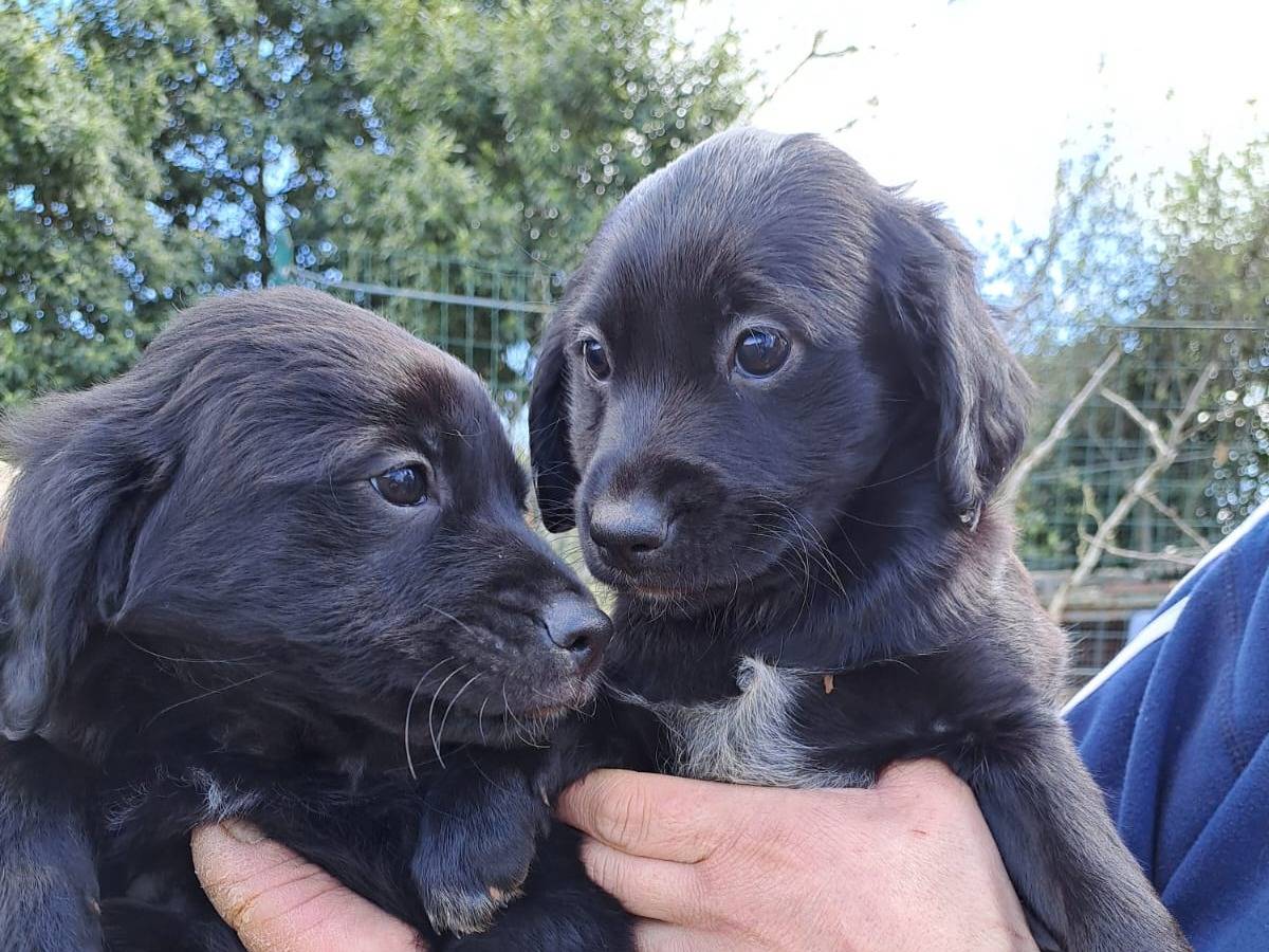 Adotta il cane Tyson e Asia a Bari