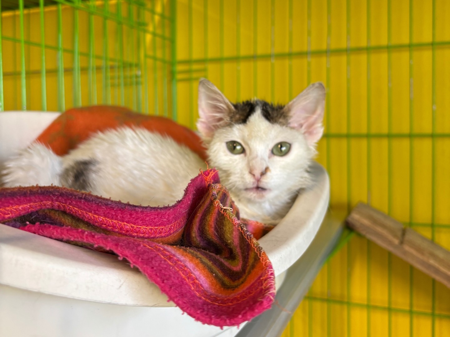 Adozione gatto, maschio, Razza sconosciuta Razza sconosciuta, 4 mesi, taglia non valida, Brescia