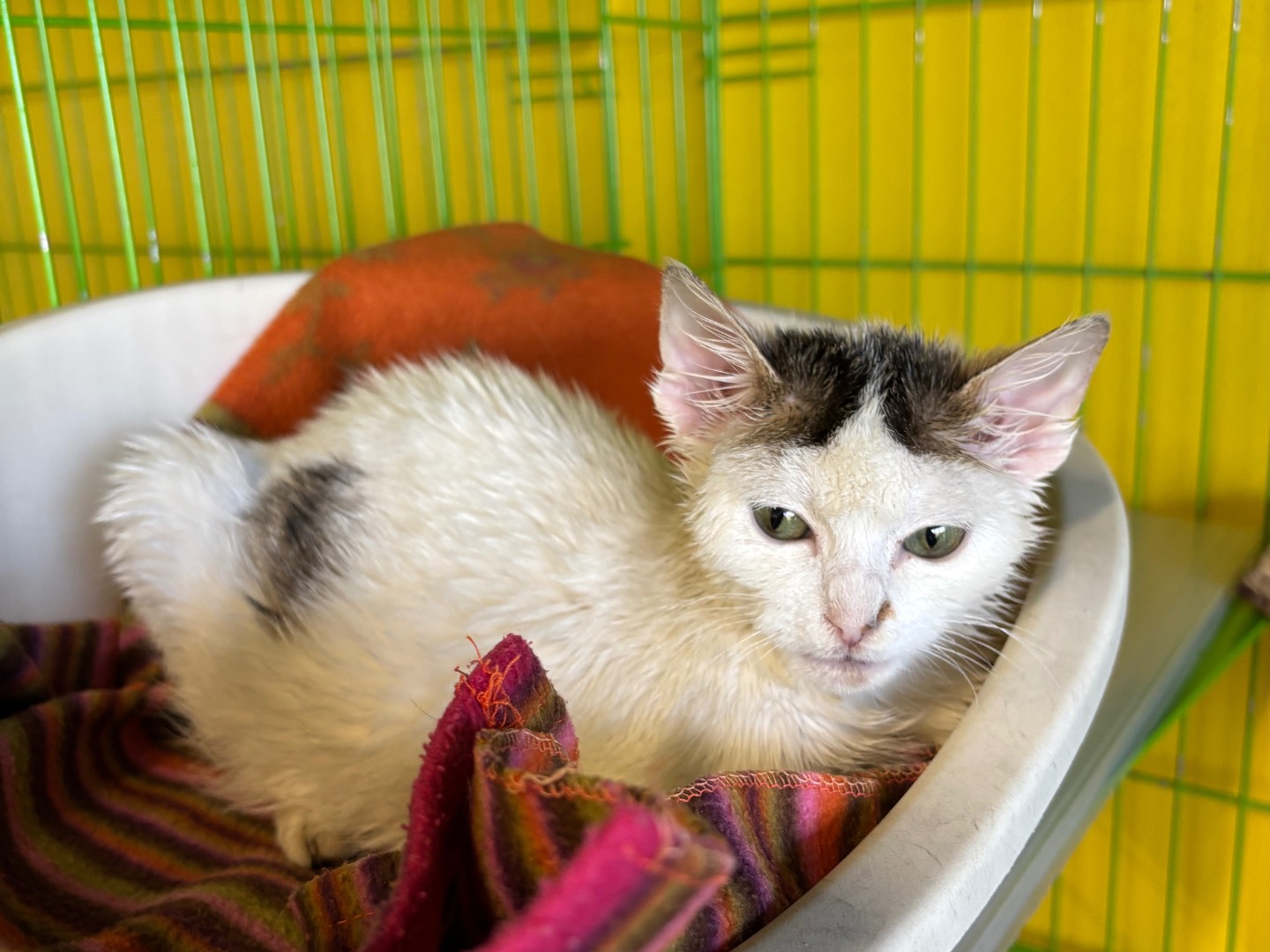 Vuoi adottare un gatto a Brescia?