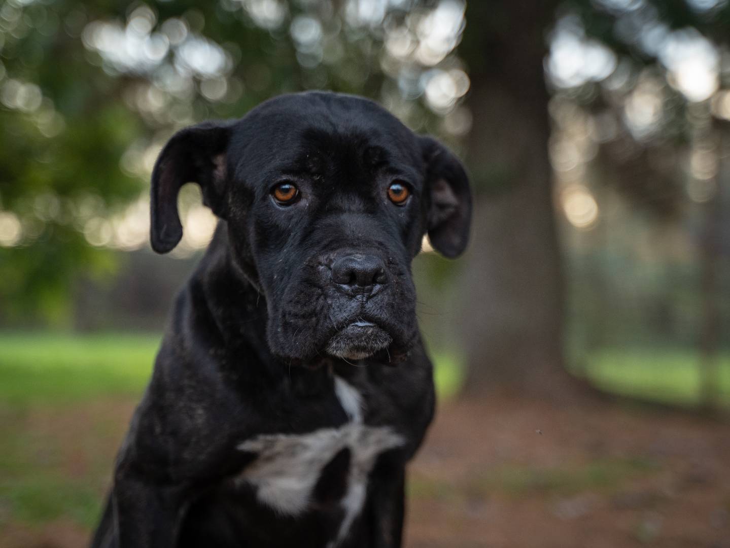 Foto dell'animale