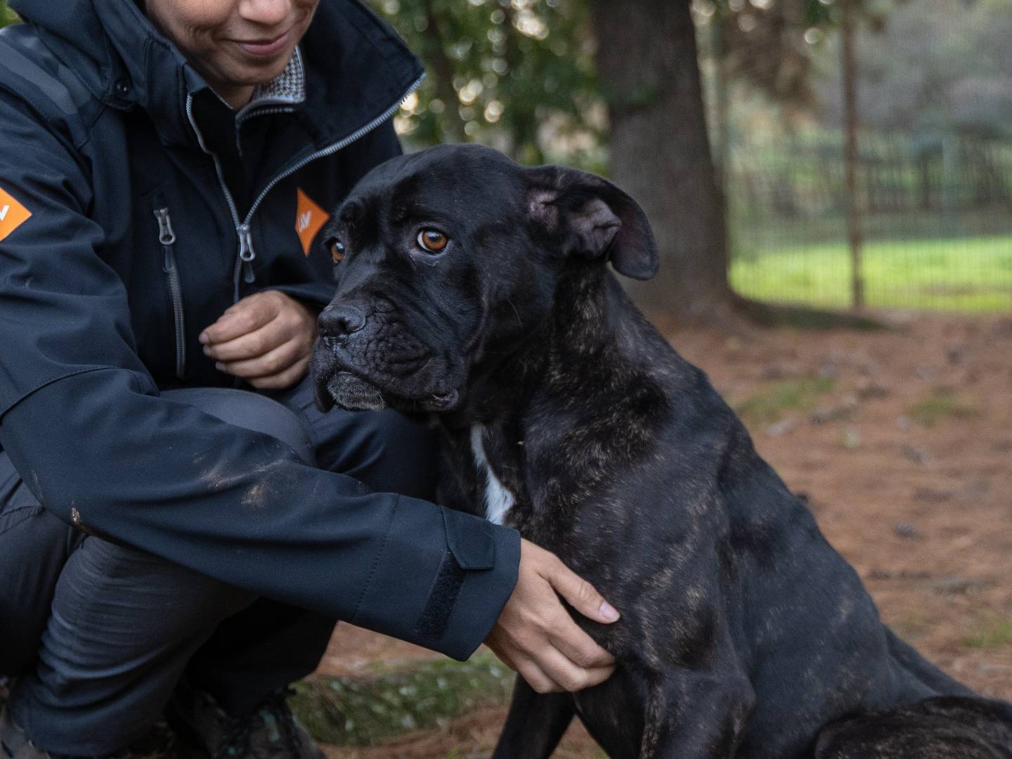 Adotta un cane, femmina, 7 anni  e 10 mesi , Milano