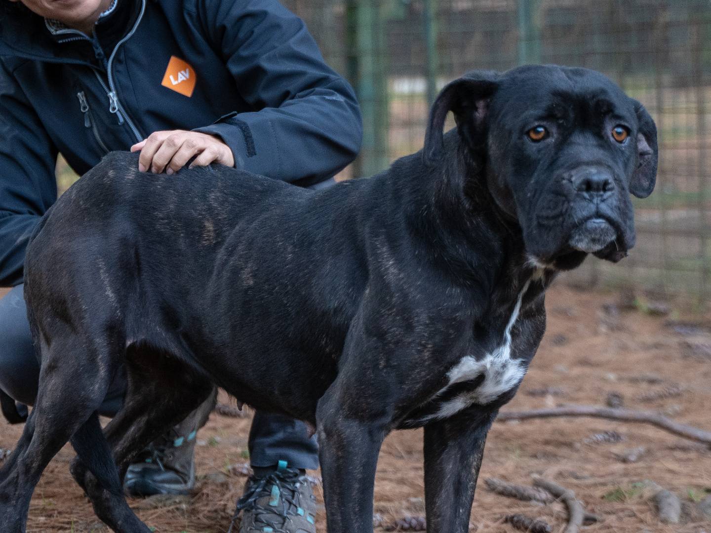 Adotta un cane, taglia grande, femmina, Milano