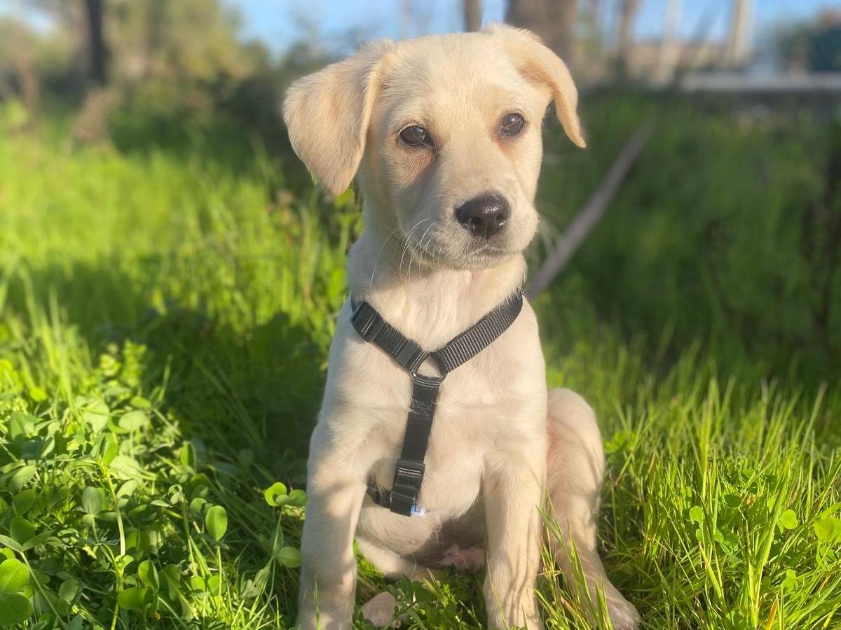 Adozione cane, maschio, Razza sconosciuta Labrador Retriever, 2 mesi, taglia media, Siracusa