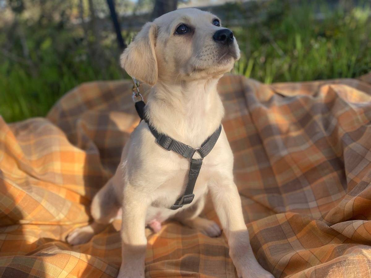 Adotta un cane, maschio, 2 mesi, Siracusa