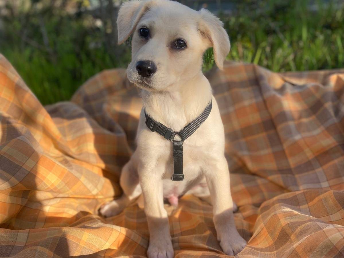 Adotta un cane, taglia media, maschio, Siracusa