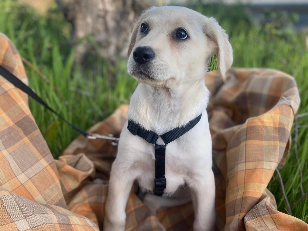 Vuoi adottare un cane a Siracusa?