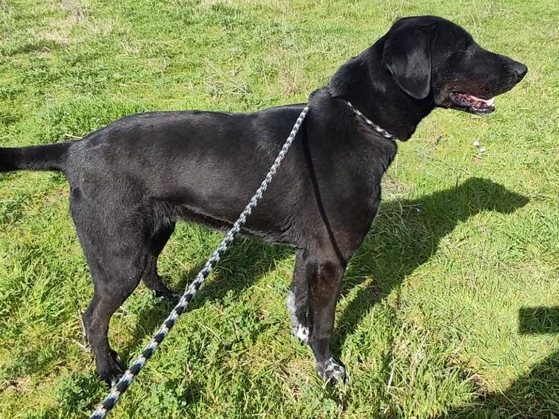Adotta un cane, femmina, 9 anni  e 11 mesi , Roma