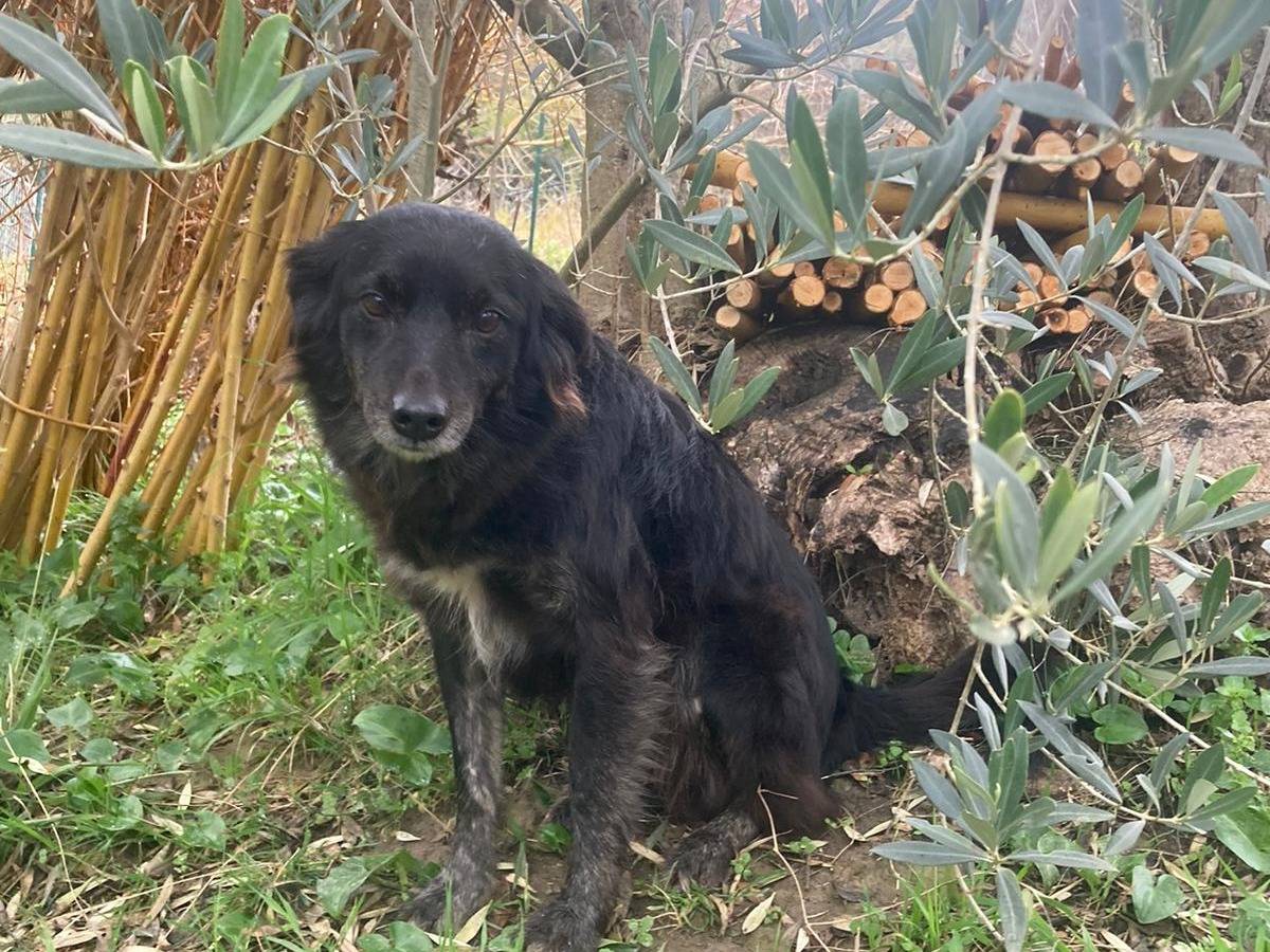 Foto dell'animale