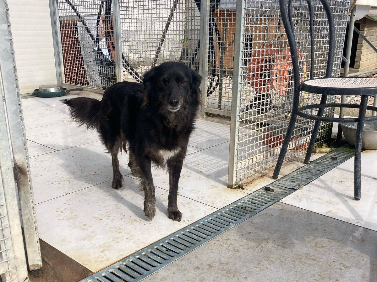 Adotta un cane, femmina, 2 anni , Cosenza