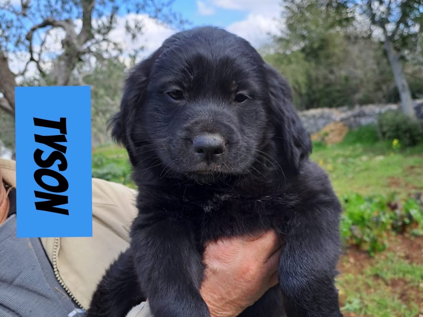 Adotta un cane, taglia media contenuta, maschio, Bari