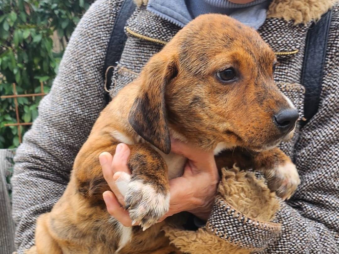 Adotta un cane, taglia media contenuta, maschio, Pavia