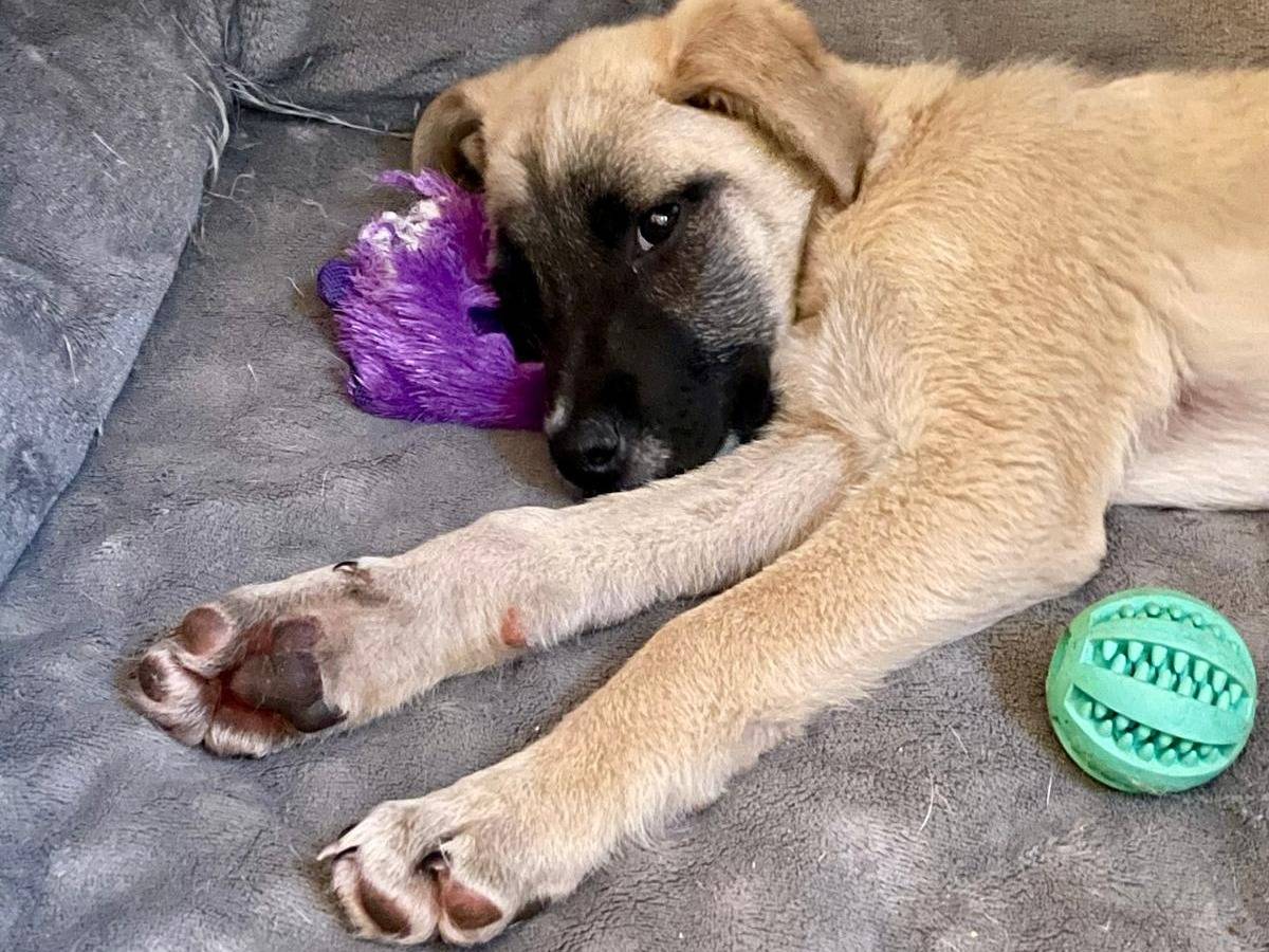 Adozione cane, femmina, Labrador Retriever Razza sconosciuta, 3 mesi, taglia media, Bologna