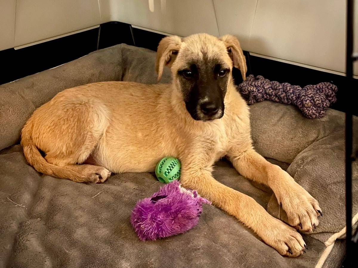 Adotta un cane, femmina, 3 mesi, Bologna