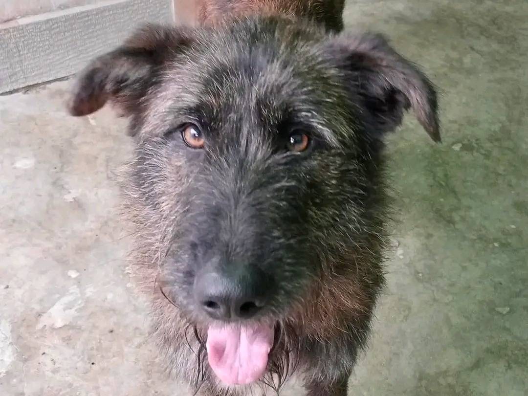 Adotta un cane, femmina, 11 mesi, Cremona