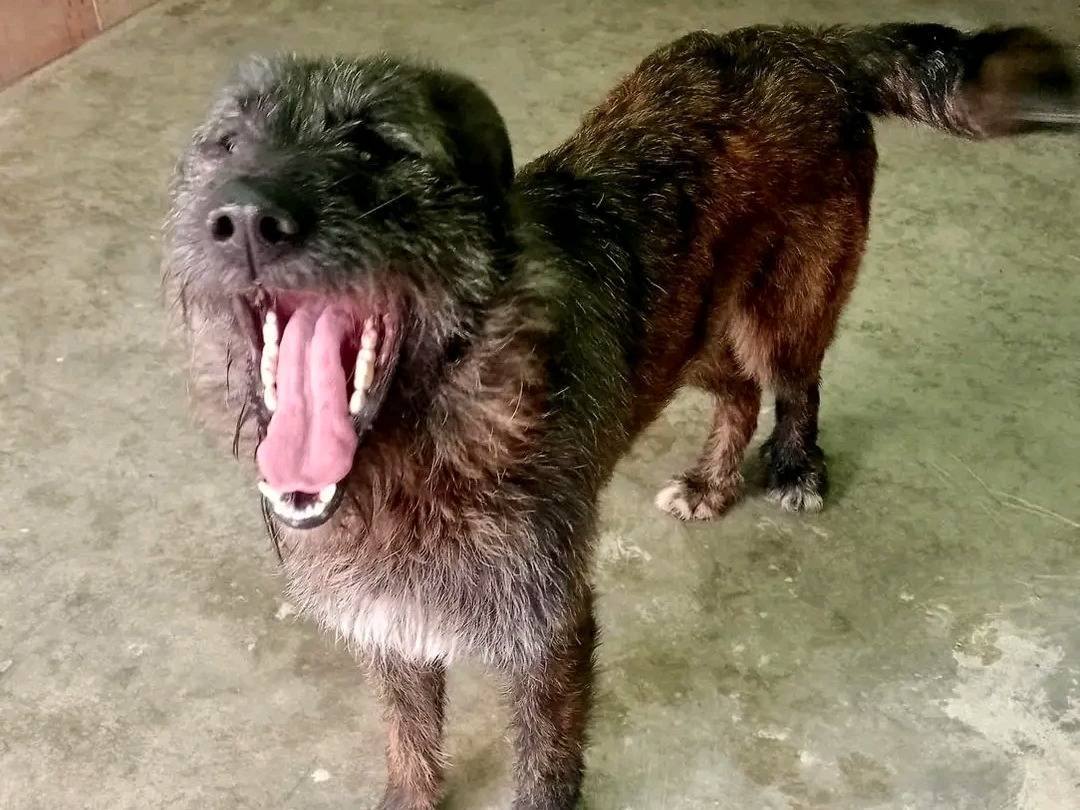 Vuoi adottare un cane a Cremona?